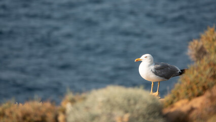 Gokceada seagull standing on cliff edge with blue seashore background. Imbros island, Canakkale, Turkey