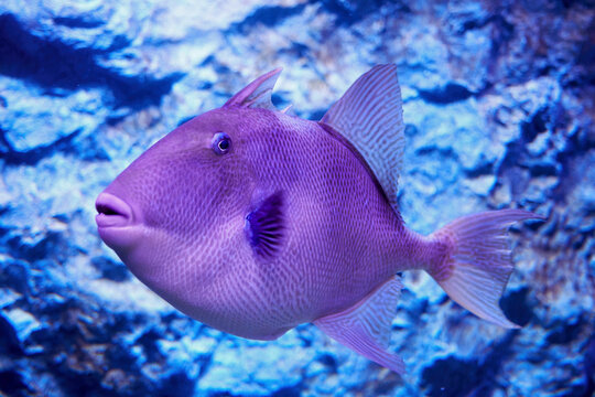 Funny curious triggerfish with big lips swimming underwater. Wild exotic fish and sea life