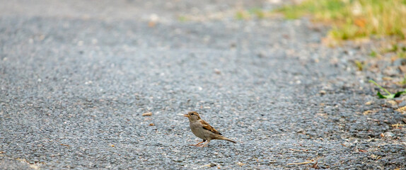 Moineau doméstique au sol