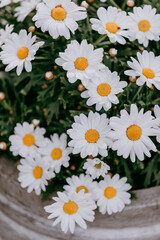 Leucanthemum vulgare known as daisy flowers white colored floral background