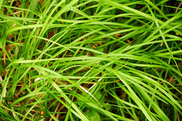 Fototapeta na wymiar Fresh green spring grass background texture. Sharp thiny grass leaves close-up view.