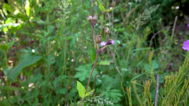 Pink campion wild flowers, Silene latifolia.
Camera moves through grass and plants to stop at some pink campion flowers.
