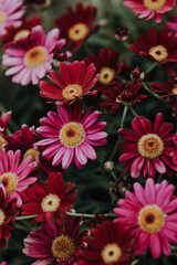 Red colored daisy flowers floral background