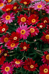 Fototapeta na wymiar Daisy flowers red and purple colored. Floral background with bold colors.