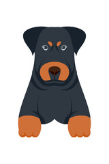 Cartoon puppy dogs breeds pets cute characters. Flat design of cute dogs and puppies vector illustration.