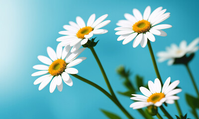 Beautiful daisies on a blue background, copy space. Generative AI.