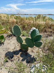 Cactus au bord du lac Méjean, Occitanie
