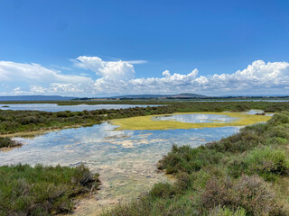 Marécage de la réserve naturelle de l’étang du Méjean, Occitanie