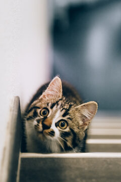 Cute kitten sitting on the stairs and ready to jump. European mongrel cat with black stripes.