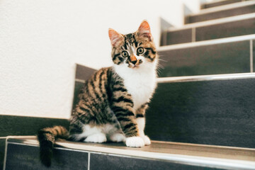 Cute kitten sitting on the stairs and looking into the camera. European mongrel cat with black stripes and white paws.