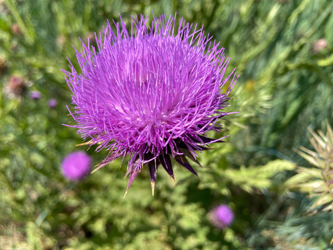 Fleur violette de chardon