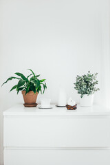 Indoor Plants on White Sideboard with White Candles. Eucalyptus Growing in White Flower Pot. Vertical Frame.