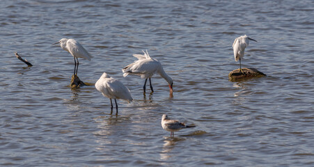 Flock of Eurasian spoonbill, Platalea leucorodia, Little egret, Egretta garzetta, and Great cormorant, Phalacrocorax carbo. Photo taken in the Vicario reservoir, province of Ciudad Real, Spain