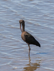Glossy ibis, Plegadis falcinellus, preening in the Vicario reservoir, province of Ciudad Real, Spain