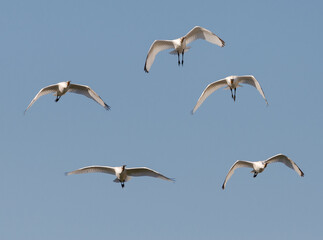 Eurasian spoonbill, Platalea leucorodia. Photo taken in the Vicario reservoir, province of Ciudad Real, Spain.
