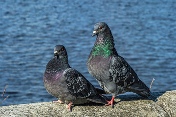 A series of images. Two blue pigeons are sitting on a stone surface. Birds are engaged in a love game. They kiss and copulate. There is a water space in the background
