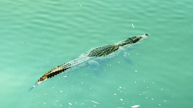 crocodile in a lake or river in Asia an aerial view