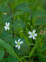 Large-leaved chickweed (Stellaria holostea) in spring time.