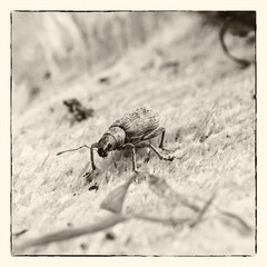 Weevil (Curculionidae) in spring time.