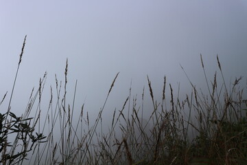 Flowers and fog share a mutual affinity for moisture. As fog rolls in, tiny droplets settle on petals, leaves, and delicate structures, creating a delicate veil of dew. 
