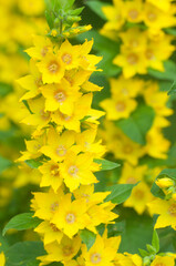 Close up of dotted loosestrife (lysimachia punctata) in bloom