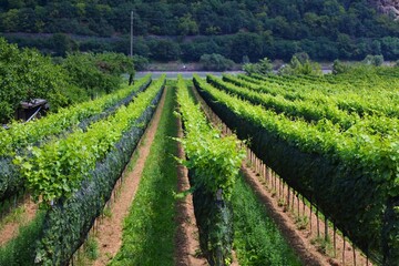 Fototapeta na wymiar Austria landscape in Wachau wine region. Summer view of vineyards near Spitz. Danube river valley countryside.