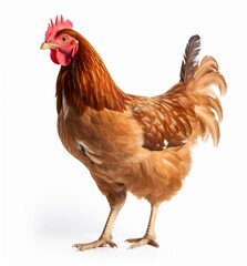 Fototapeta premium Brown hen isolated on white