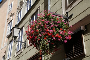 Municipal flower decoration in Linz, Austria. Rich basket of trailing geranium in red and pink.