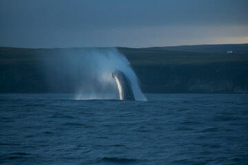 Blue whale blowing water through its blowhole, Whale, bokeh 