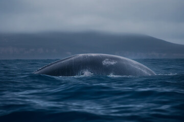 Blue whale swimming majestically in the open sea, Whale, bokeh Generative AI