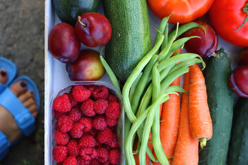 Crate of fresh fruit and vegetable, picked from the garden, and feet in blue sandals. Summer in the garden concept. Top view, unrecognizable person.