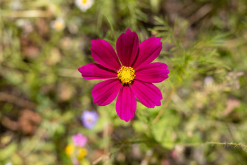 Fototapeta premium Cosmos flower in the garden