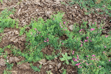 A green plant with pink flowers
