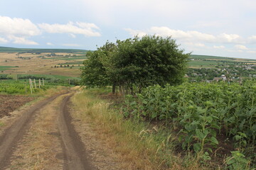 A dirt road with trees and plants