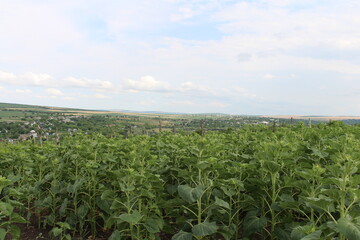 A field of green plants