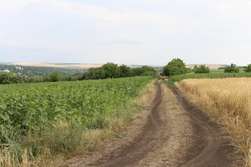 Fototapeta na wymiar A dirt road through a field of crops
