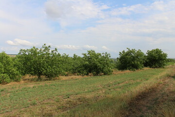 A field with trees and grass