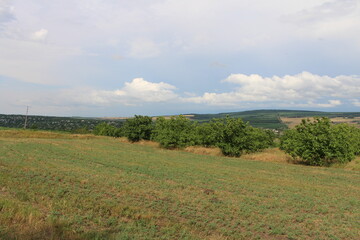 Obraz premium A field with trees and a cloudy sky