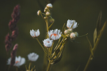 wild daisies 