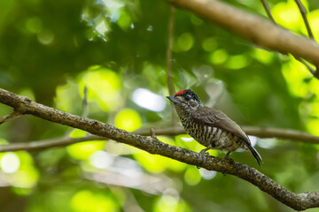 White-barred Piculet