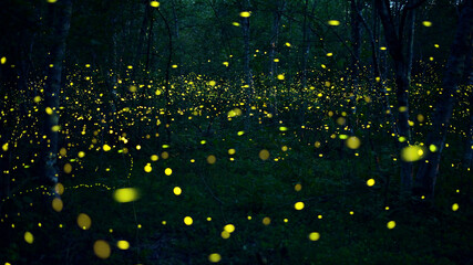 Sparkling fireflies in the middle of the forest It was a beautiful and enchanting night. beautiful...