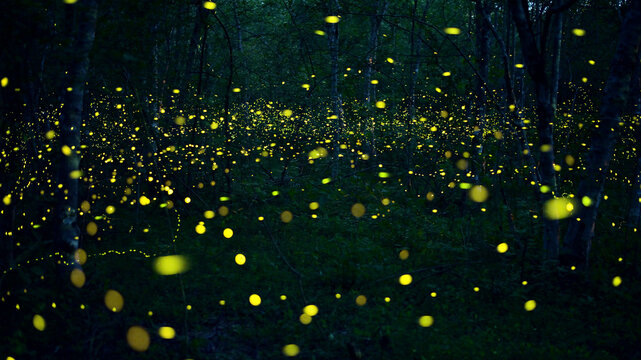 Sparkling fireflies in the middle of the forest It was a beautiful and enchanting night. beautiful wildlife concept light insect beautiful insect natural light bulb