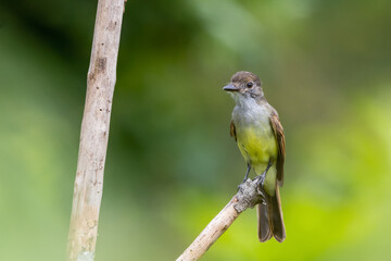 Brown-crested Flycatcher