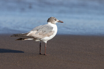 Franklin's Gull (Leucophaeus pipixcan), juvenile on the sand in Costa Rica.