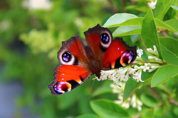 Farfalla Vanessa io occhio di pavone