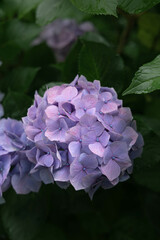 梅雨に咲く紫陽花