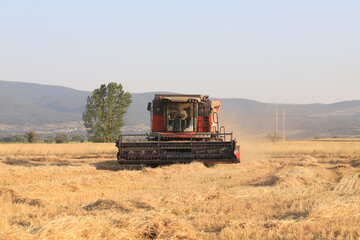 Obraz premium Image of combine harvester harvesting wheat.