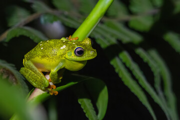frog on a leaf