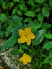 yellow leaves in the forest