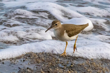 Spotted Sandpiper